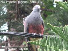 philipmaher.com Anyema
