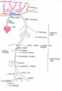 Aorta