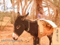 Aoulef