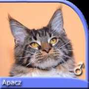 Apacz