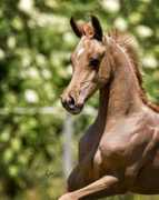 rivervalleyarabians.com Apalo