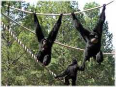 Ape
