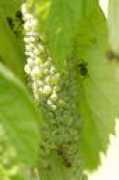 Aphis