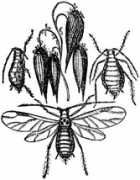 Aphis