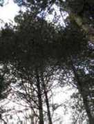 digitalmediatree.com Apines