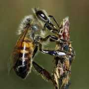 bugguide.net Apini