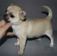 chihuahua.ru Apolla