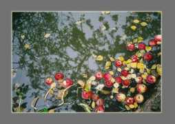 photoforum.ru Appels