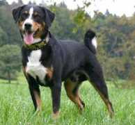funscrape.com Appenzeller