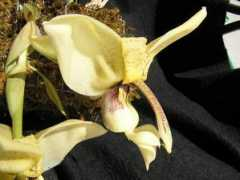 stanhopea.autrevie.com Apperson