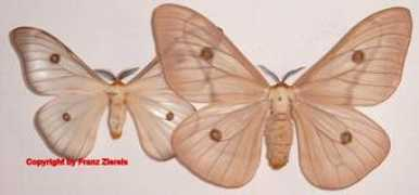 saturniidae-web.de Appolina