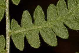 Aquil