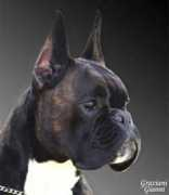 boxerweb.it Aquilanera