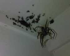corcholat.com Araas