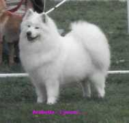 samojed.net Arabelly