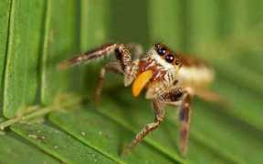 juventudrebelde.cu Aranar