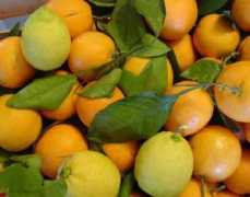 ecoblog.it Arance