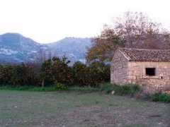 siciliaorientale.com Aranci