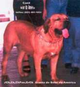 canilpguaratiba.com Aranta