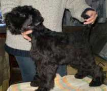 dog-zarbata.narod.ru Arbata