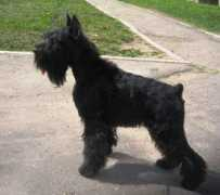 dog-zarbata.narod.ru Arbata
