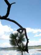 Arbol