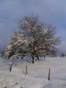 panoramio.com Arbolito