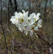 alabamaplants.com Arborea
