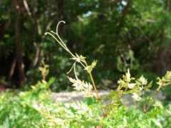 sbs.utexas.edu Arborea