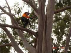 filomuro.us Arborist