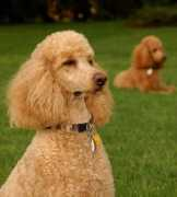 dogguide.net Arcarius