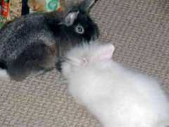 gotsmallanimalsonline.com Areanna