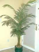 Areca