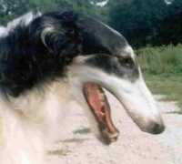 tahoeborzoi.com Aregal