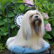 lhasa-apso.cz Arelia