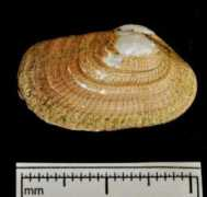 marinespecies.org Arenosa