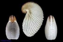 manandmollusc.net Argonauta