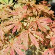 e-momiji.com Ariadene