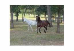 horsechannel.com Arianas