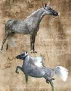 centuryfarmhorses.com Ariannah