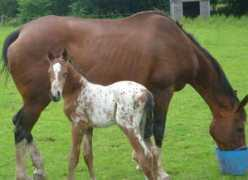 tresaisonstud.co.uk Ariannes
