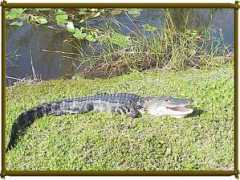 prophotoimages.com Ariate