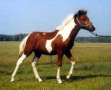 rosvoldfarms.com Arieri