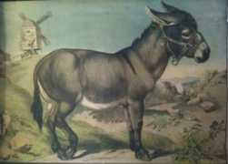 fashion.telegraph.co.uk Arieta