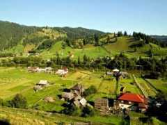 Arini