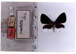 Aristus