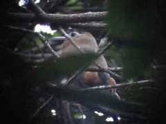 worldbirds.eu Aritas