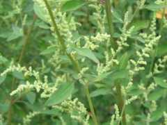 botanic.jp Aritas