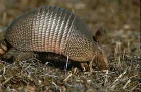 rolfes.org Armadillo
