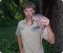 orlandorats.com Armadillo